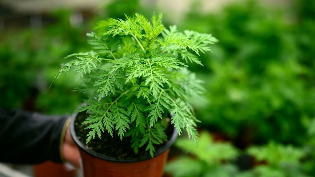 Is Artemisia about to overthrow malaria?