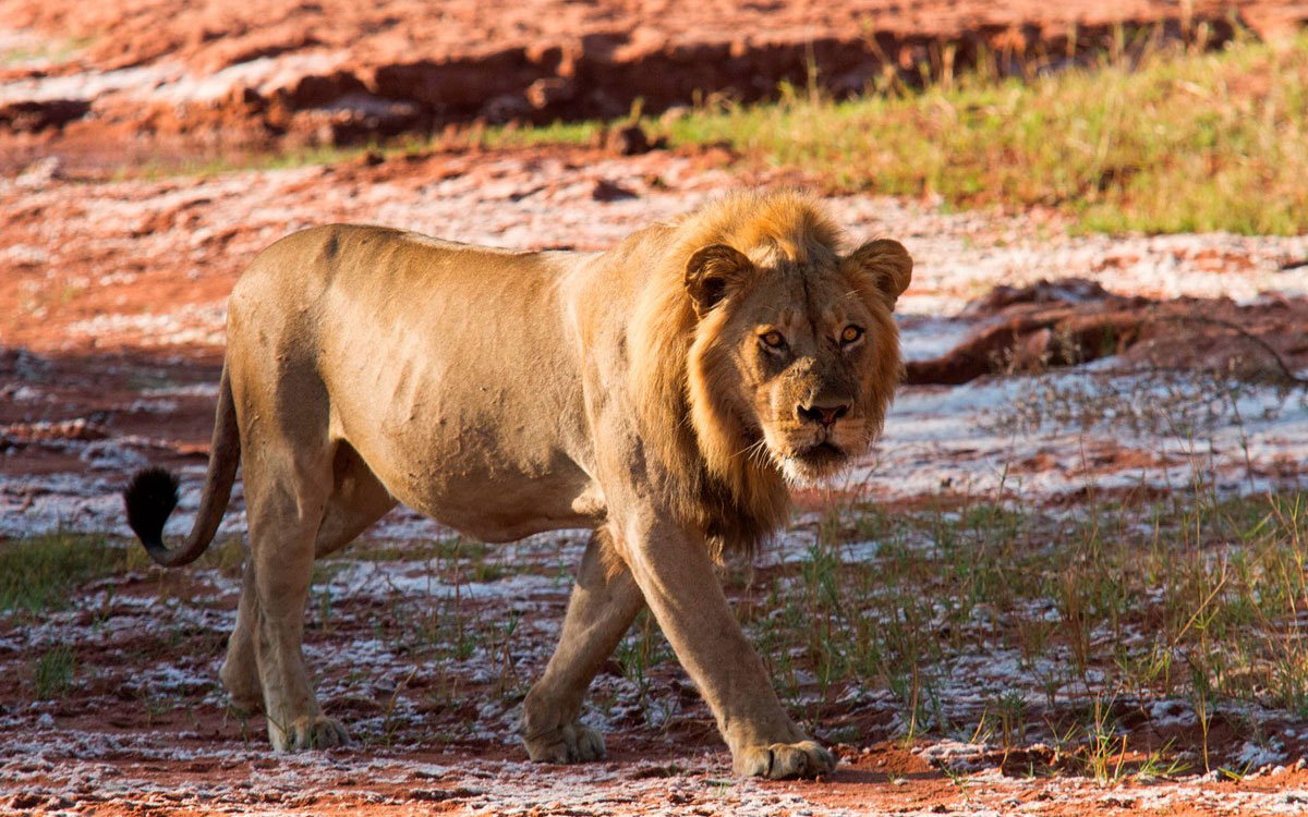 Miraculous Survival: Eight-Year-Old Endures Five Days in Lion Territory